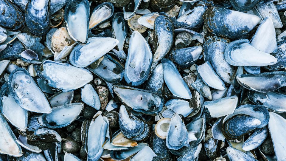  Blue Mussels