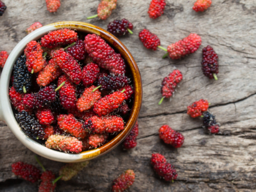 Red Mulberries