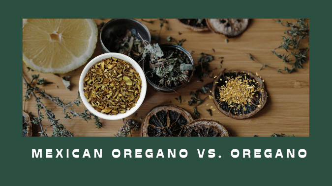 Mexican Oregano vs Oregano