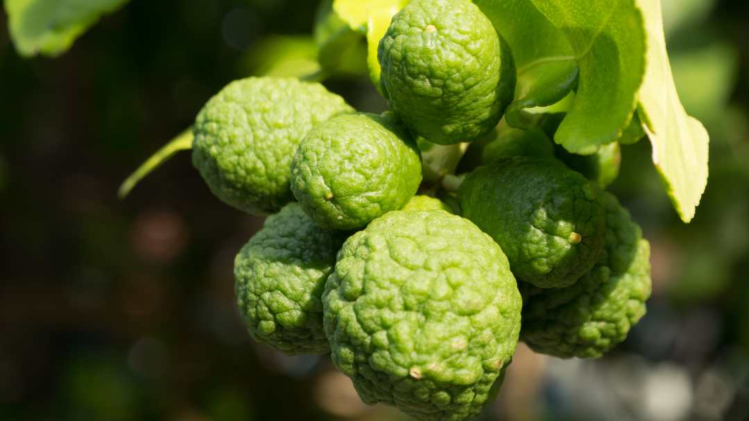 Kaffir Lime