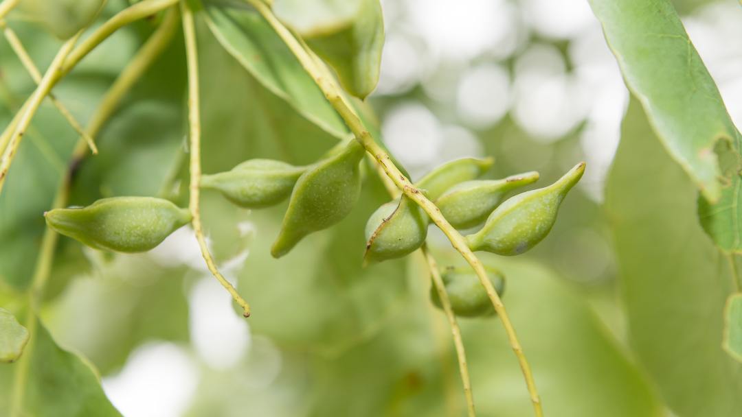 Kakadu Plum