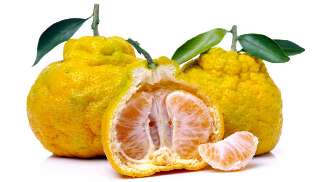 Ugli Fruit