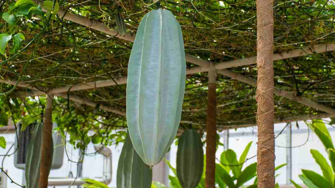 Ugu (Nigerian Fluted Pumpkin)